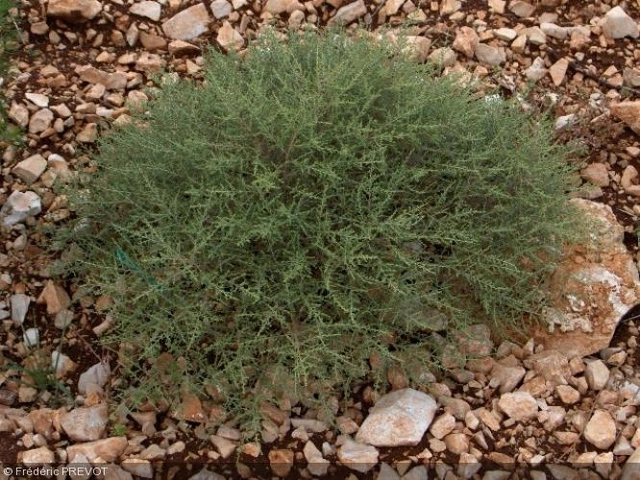 Entfesseln Sie das volle Potenzial Ihres Körpers mit Artemisia Herba-Alba: Das Nahrungsergänzungsmittel, das Sie sich nicht entgehen lassen sollten.